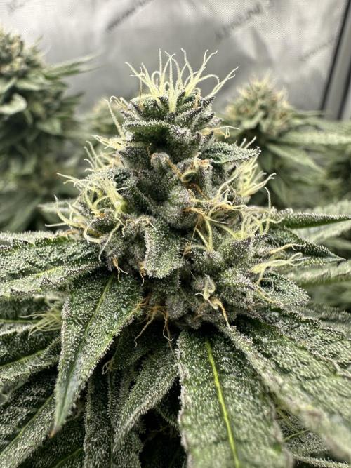 Grow #5 - Blueberry (New Light). Week 14 - 7/16/26