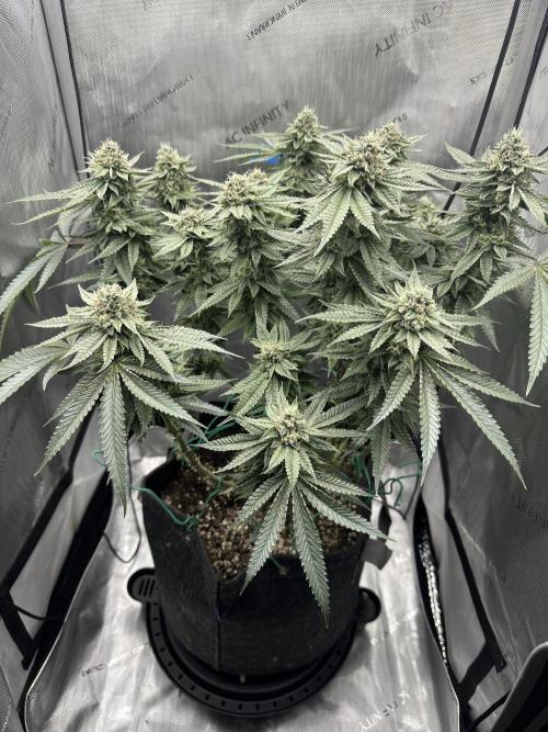 Grow #5 - Blueberry (New Light). Week 14 - 7/17/26