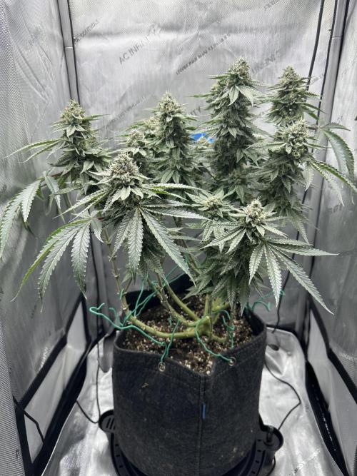 Grow #5 - Blueberry (New Light). Week 15 - 7/21/26