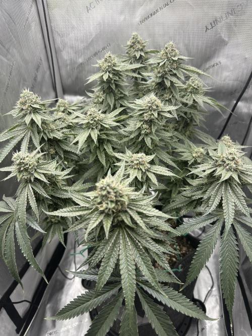 Grow #5 - Blueberry (New Light). Week 15 - 7/21/26