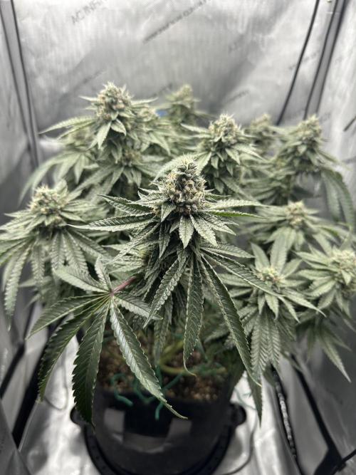 Grow #5 - Blueberry (New Light). Week 15 - 7/22/26