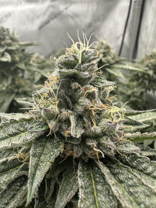 Grow #5 - Blueberry (New Light). Week 15 - 7/22/26