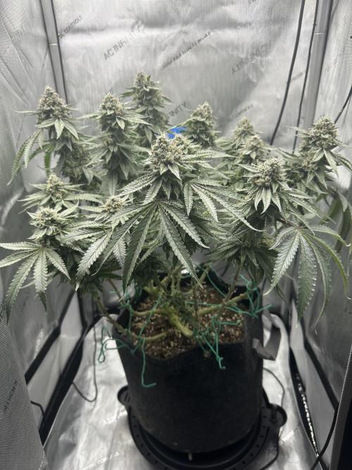 Grow #5 - Blueberry (New Light). Week 15 - 7/24/26