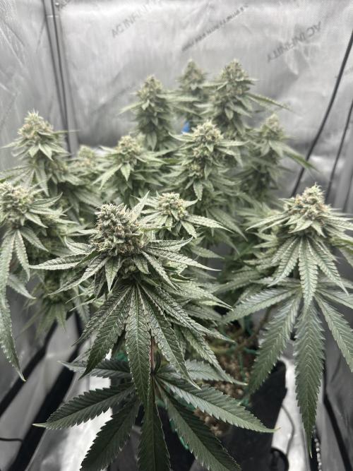 Grow #5 - Blueberry (New Light). Week 15 - 7/23/26