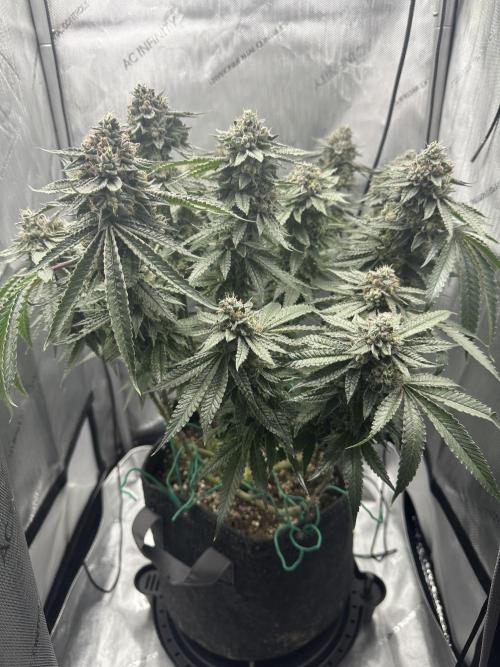 Grow #5 - Blueberry (New Light). Week 16 - 7/28/26