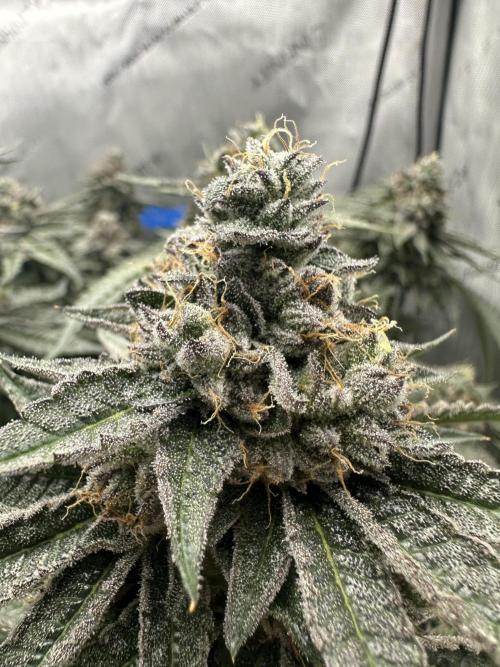 Grow #5 - Blueberry (New Light). Week 16 - 7/31/26