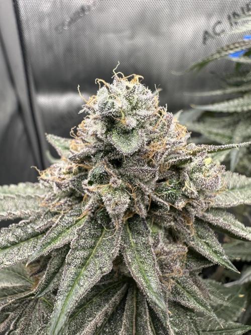 Grow #5 - Blueberry (New Light). Week 16 - 7/31/26