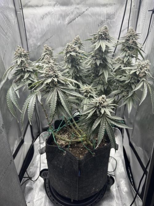 Grow #5 - Blueberry (New Light). Week 16 - 7/31/26