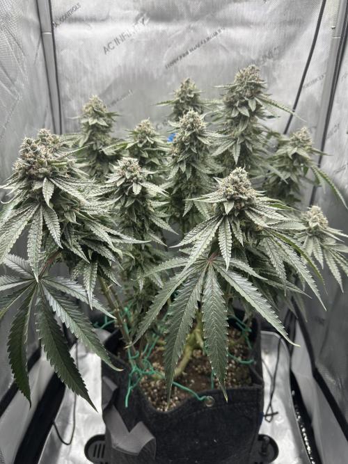 Grow #5 - Blueberry (New Light). Week 16 - 7/27/26