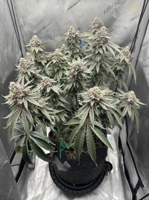 Grow #5 - Blueberry (New Light). Week 17 - 8/7/26