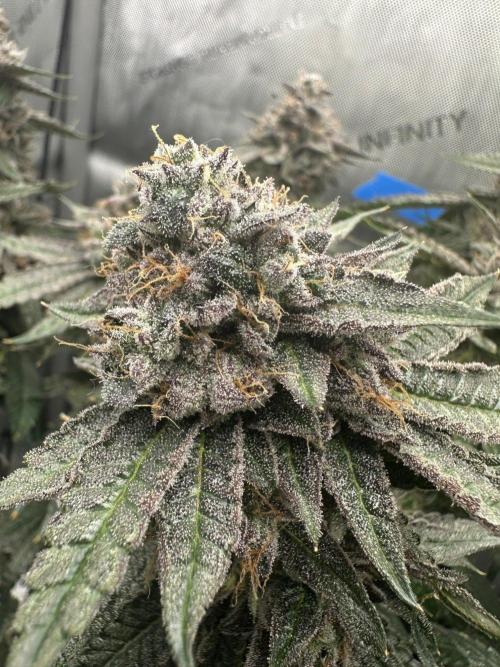 Grow #5 - Blueberry (New Light). Week 17 - 8/7/26