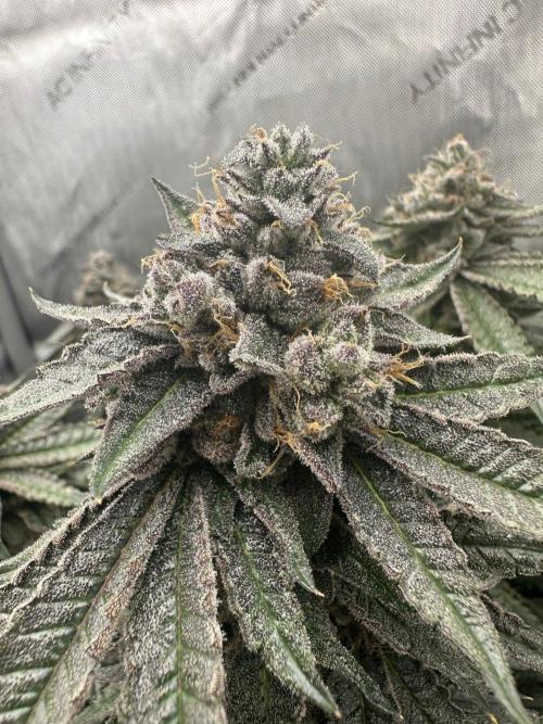 Grow #5 - Blueberry (New Light). Week 17 - 8/7/26