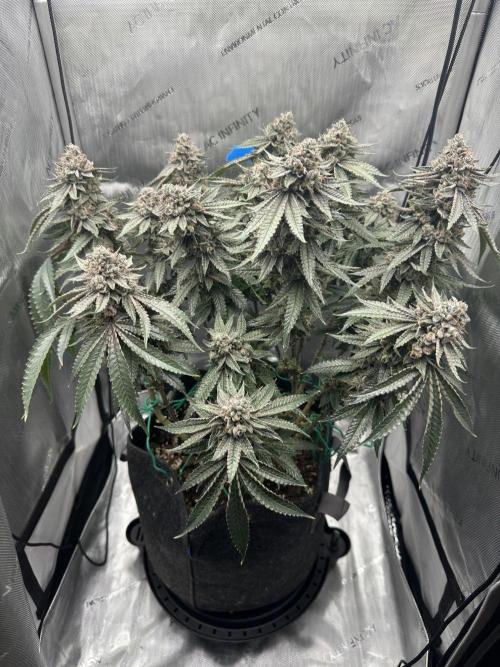 Grow #5 - Blueberry (New Light). Week 17 - 8/7/26