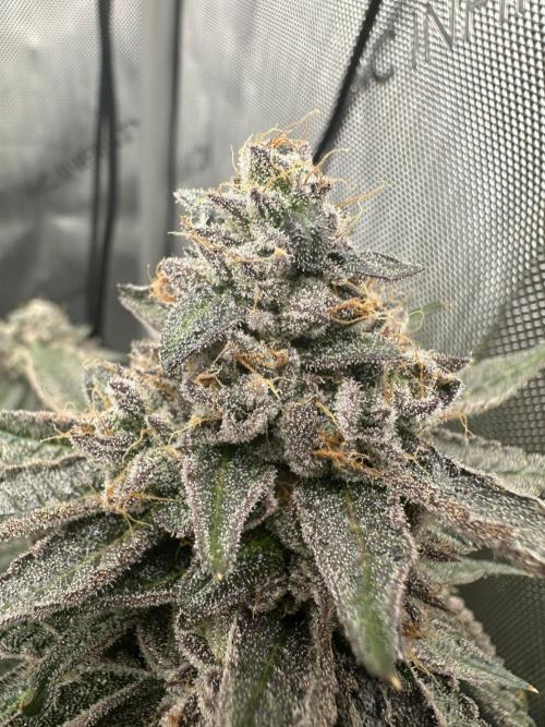 Grow #5 - Blueberry (New Light). Week 17 - 8/6/26