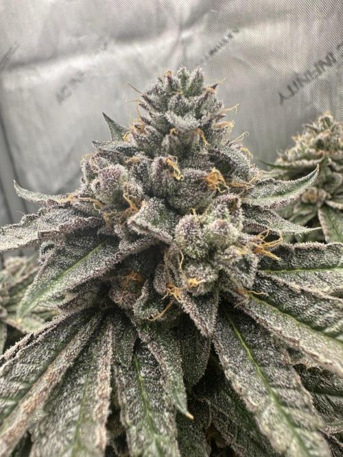 Grow #5 - Blueberry (New Light). Week 17 - 8/6/26