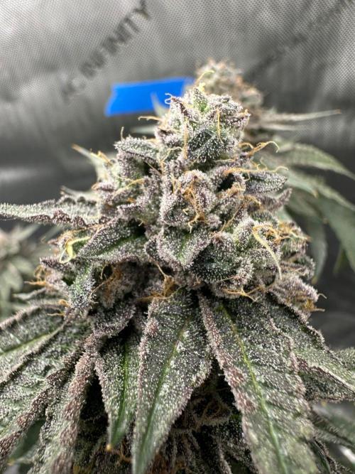 Grow #5 - Blueberry (New Light). Week 17 - 8/5/26