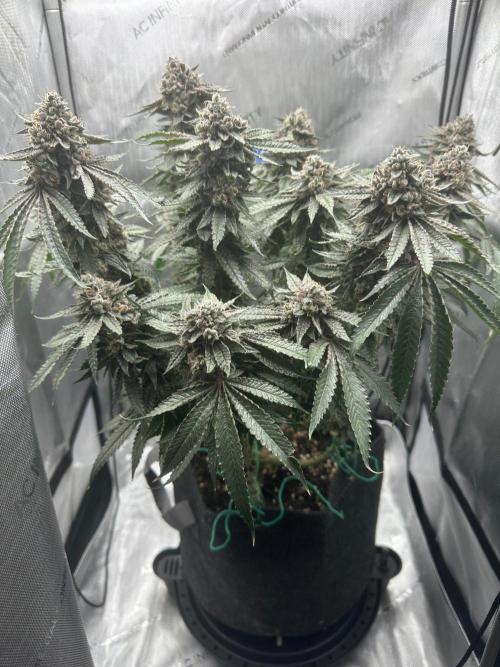 Grow #5 - Blueberry (New Light). Week 17 - 8/5/26