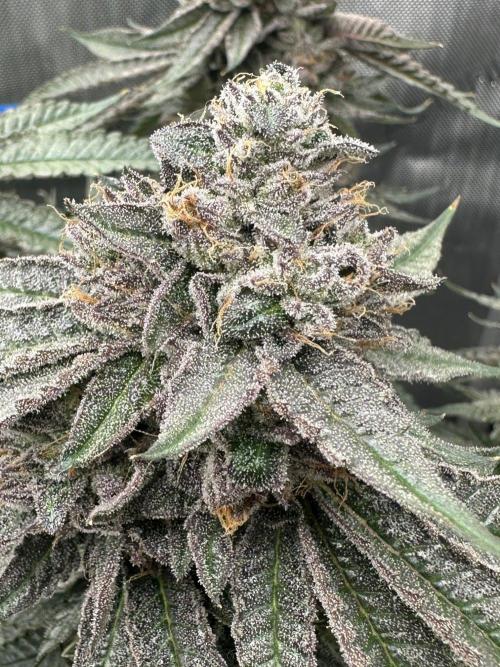 Grow #5 - Blueberry (New Light). Week 17 - 8/4/26