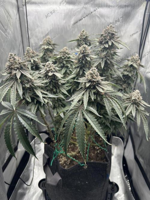 Grow #5 - Blueberry (New Light). Week 17 - 8/2/26