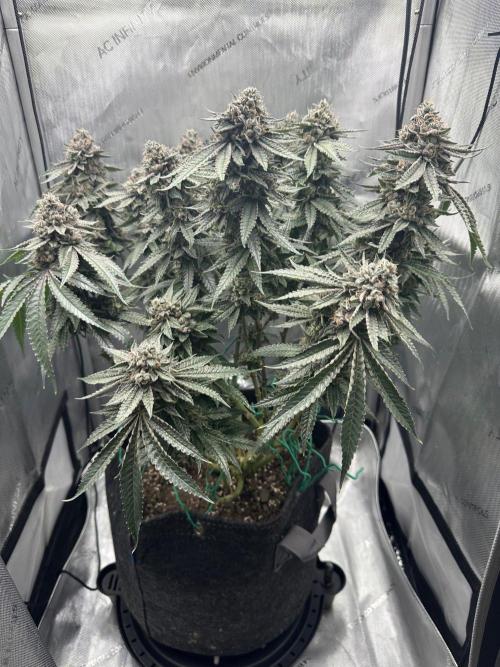 Grow #5 - Blueberry (New Light). Week 17 - 8/4/26