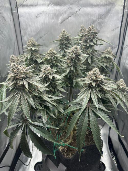 Grow #5 - Blueberry (New Light). Week 17 - 8/4/26