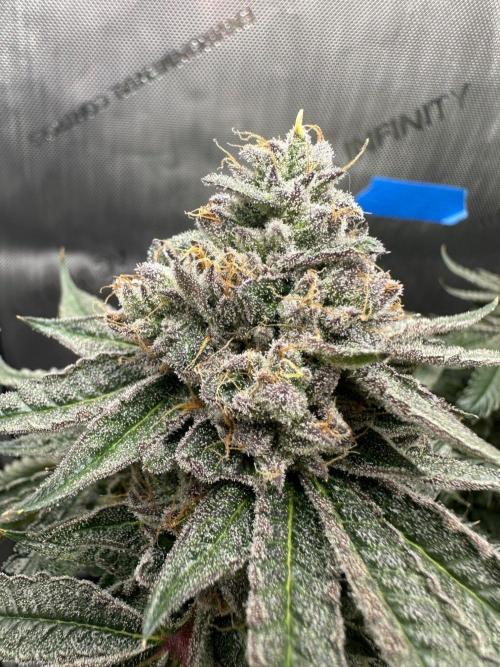 Grow #5 - Blueberry (New Light). Week 17 - 8/2/26