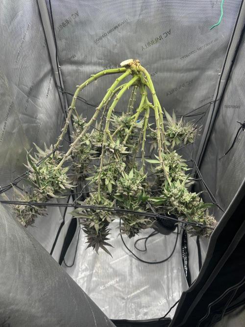 Blueberry. Week 18