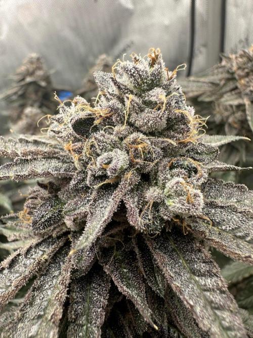 Grow #5 - Blueberry (New Light). Week 18 - 8/14/26