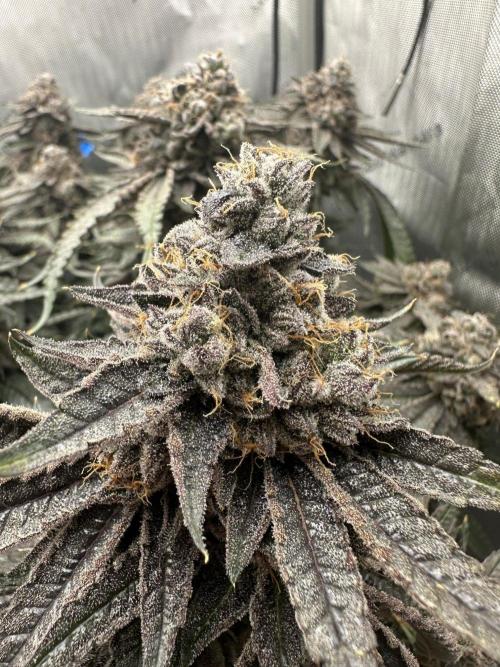 Grow #5 - Blueberry (New Light). Week 18 - 8/14/26