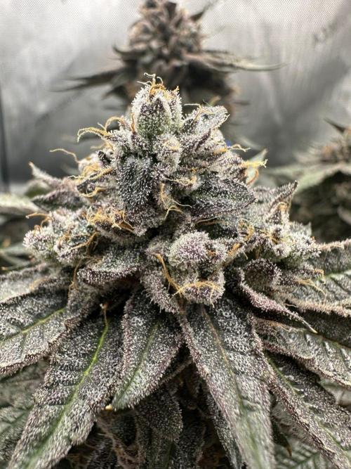 Grow #5 - Blueberry (New Light). Week 18 - 8/14/26