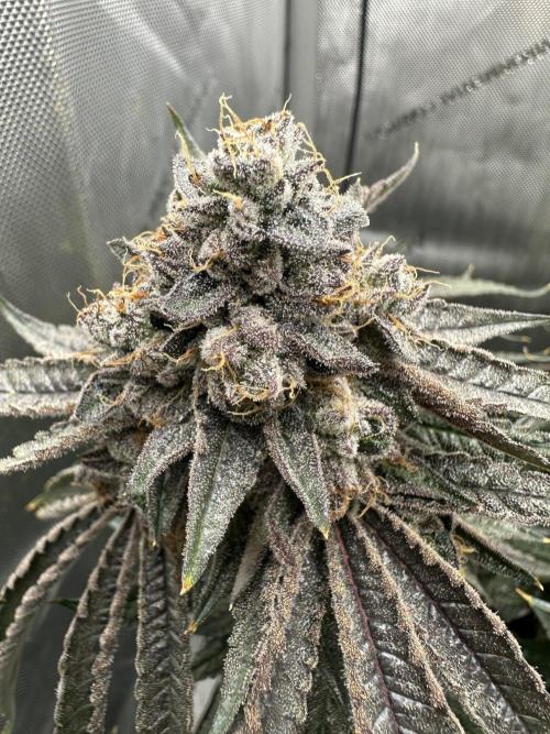 Grow #5 - Blueberry (New Light). Week 18 - 8/14/26