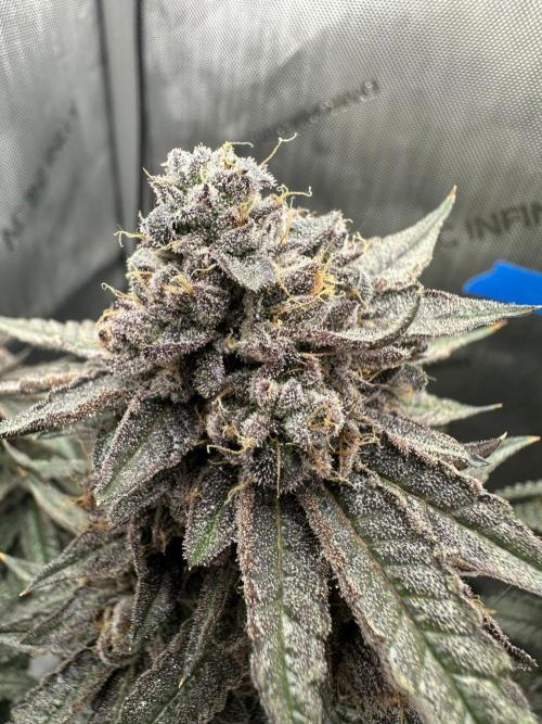 Grow #5 - Blueberry (New Light). Week 18 - 8/13/26