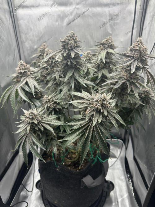Grow #5 - Blueberry (New Light). Week 18 - 8/11/26