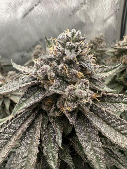 Grow #5 - Blueberry (New Light). Week 18 - 8/11/26