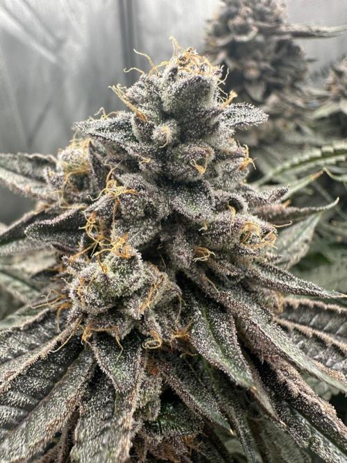 Grow #5 - Blueberry (New Light). Week 18 - 8/10/26