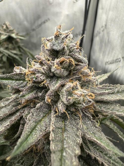 Grow #5 - Blueberry (New Light). Week 18 - 8/9/26