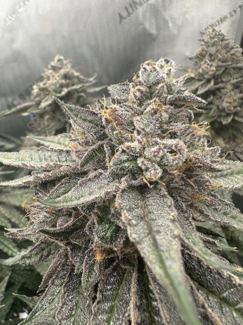 Grow #5 - Blueberry (New Light). Week 18 - 8/9/26