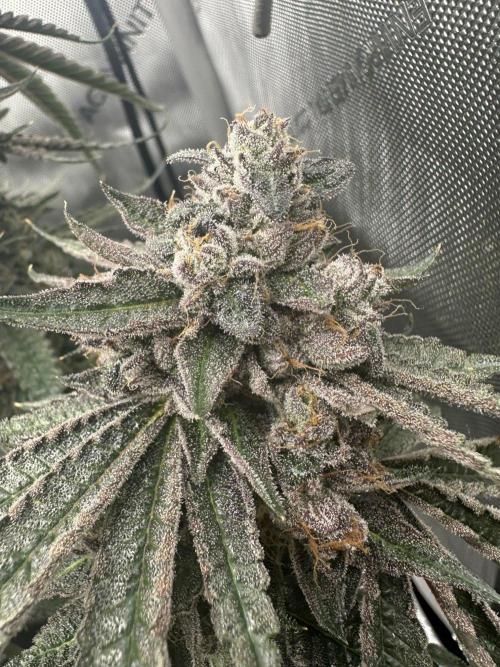 Grow #5 - Blueberry (New Light). Week 18 - 8/9/26