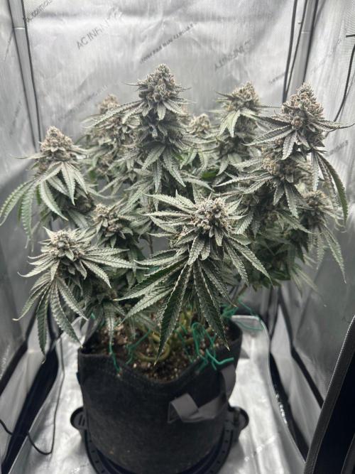Grow #5 - Blueberry (New Light). Week 18 - 8/8/26