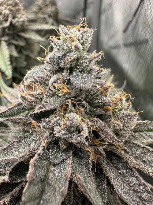 Grow #5 - Blueberry (New Light). Week 18 - 8/8/26