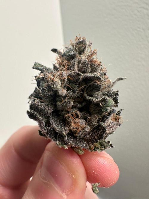 Grow #5 - Blueberry (New Light). Week 19 - 8/21/26