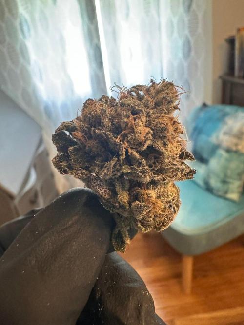 Grow #5 - Blueberry (New Light). Week 19 - 8/21/26