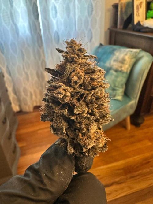 Grow #5 - Blueberry (New Light). Week 19 - 8/21/26