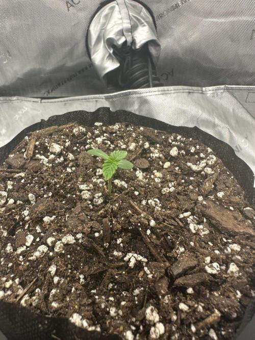 Grow #6 - Blueberry (Organic Nutes). Week 0 - 8/29/26
