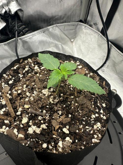 Blueberry. Week 1