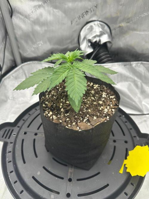 Grow #6 - Blueberry (Organic Nutes). Week 2 - 9/11/26