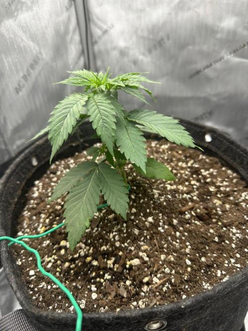 Grow #6 - Blueberry (Organic Nutes). Week 3 - 9/15/26