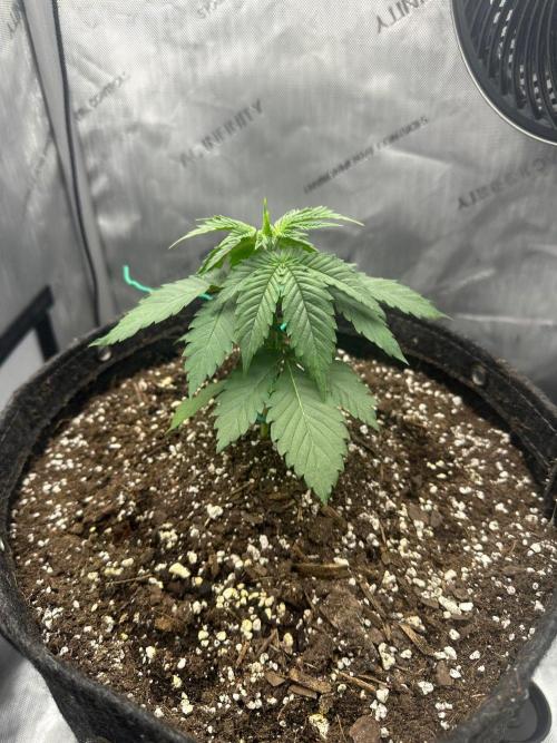 Grow #6 - Blueberry (Organic Nutes). Week 3 - 9/15/26