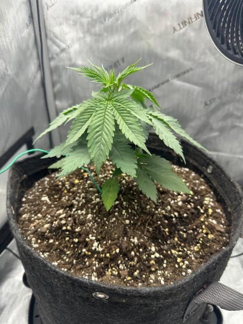 Blueberry. Week 3