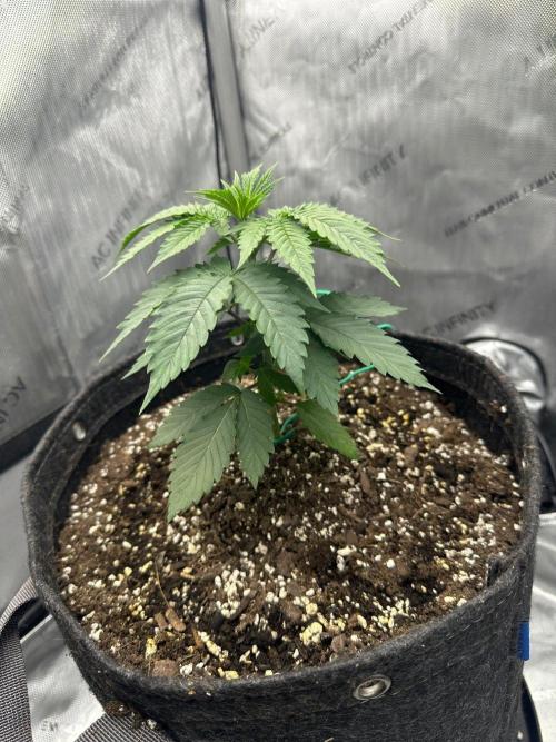 Grow #6 - Blueberry (Organic Nutes). Week 3 - 9/17/26